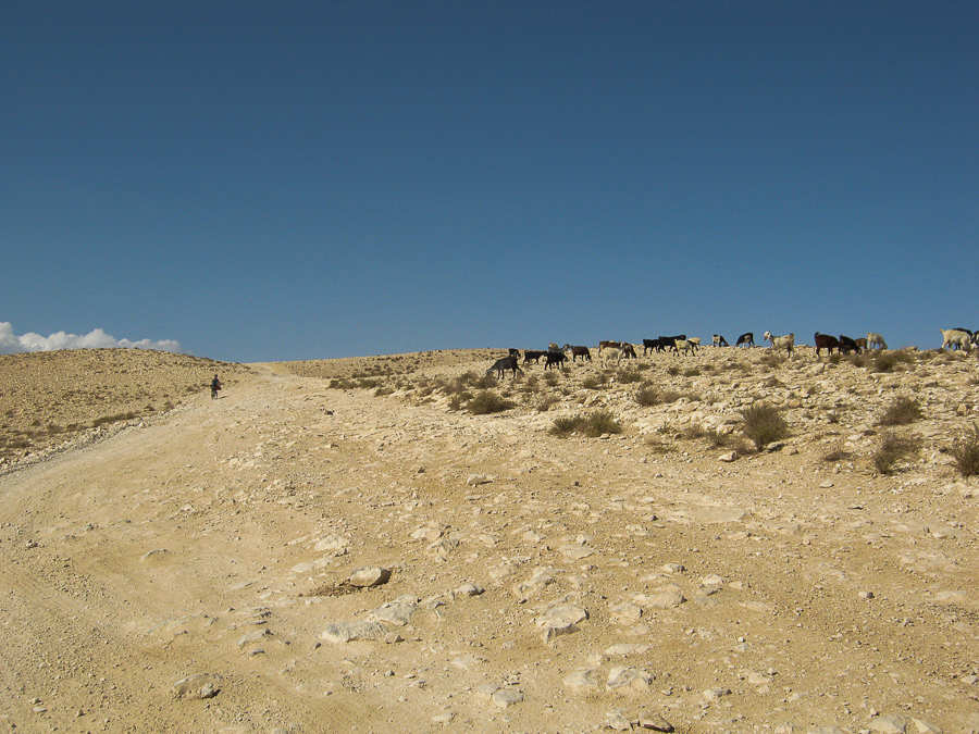 ослики в Иудейской пустыне