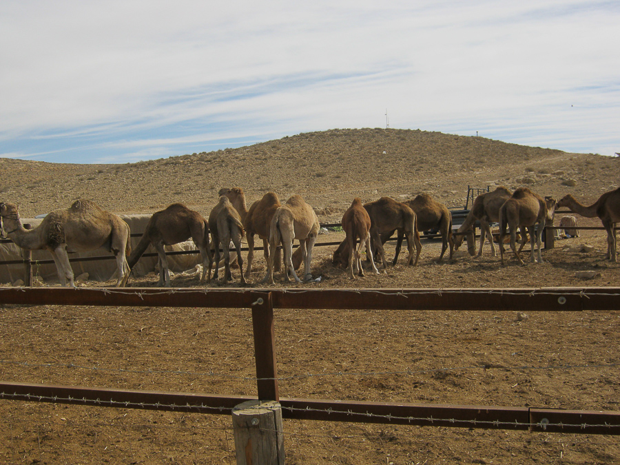 верблюжья ферма