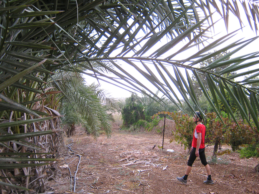 финиковая пальма Израиль