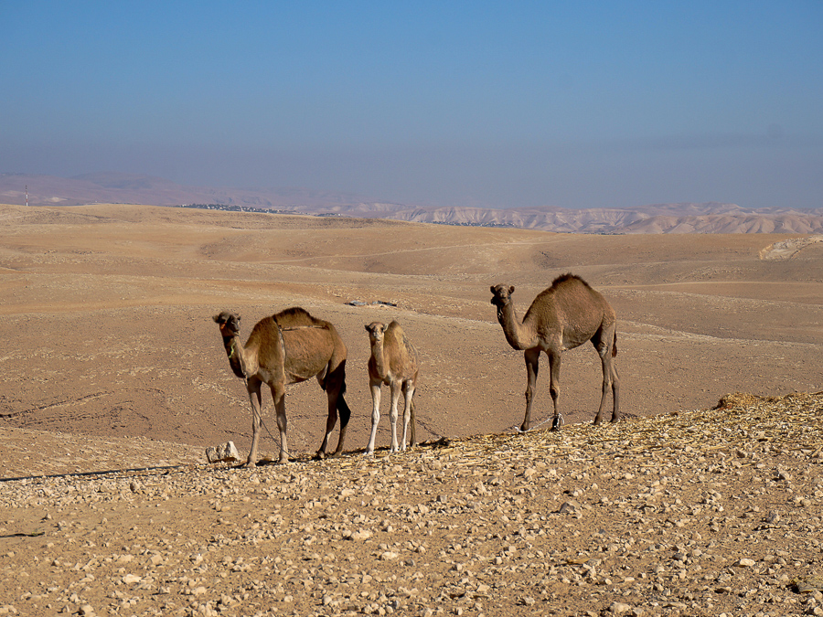 одногорбые верблюды Иудейская пустыня