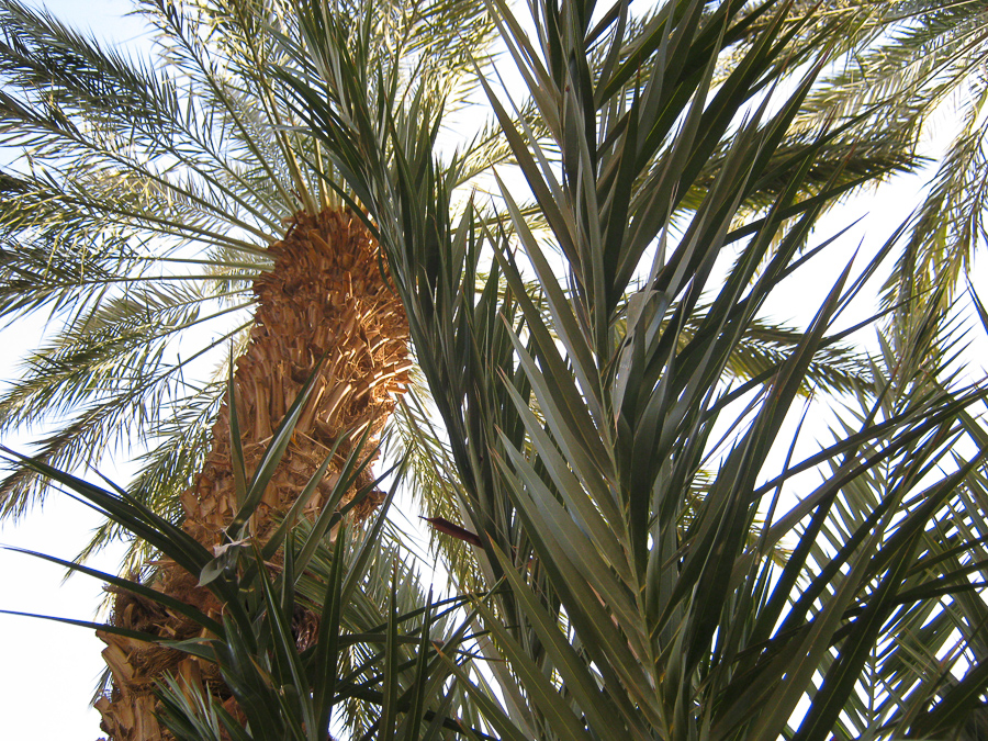 пальмовая роща